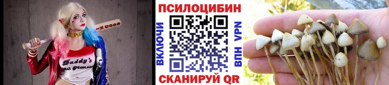 Псилоцибиновые грибы Psilocybine cubensis  Купить закладки  Кондрово 